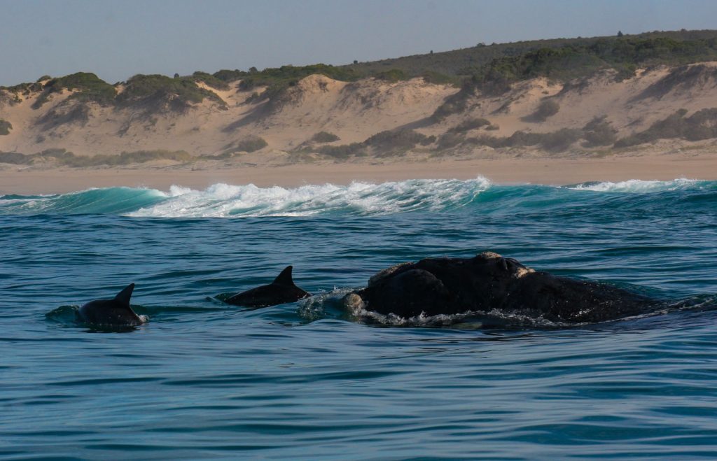 Whale and dolphins Plettenberg Bay coastline Dr Gwen Penry