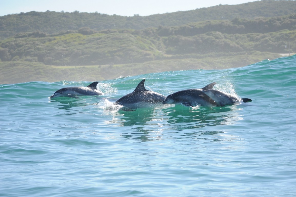 bottlenose-dolphins-by-alejandra-vargas