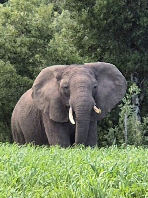 Knysna Elephant Outpoot 