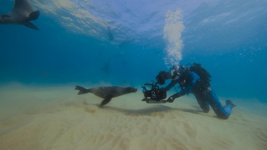 5.-sharks-up-close-with-bertie-gregory-filming-with-the-playful-cape-fur-seals-of-robberg-plettenberg-bay-image-credit-national-geographic