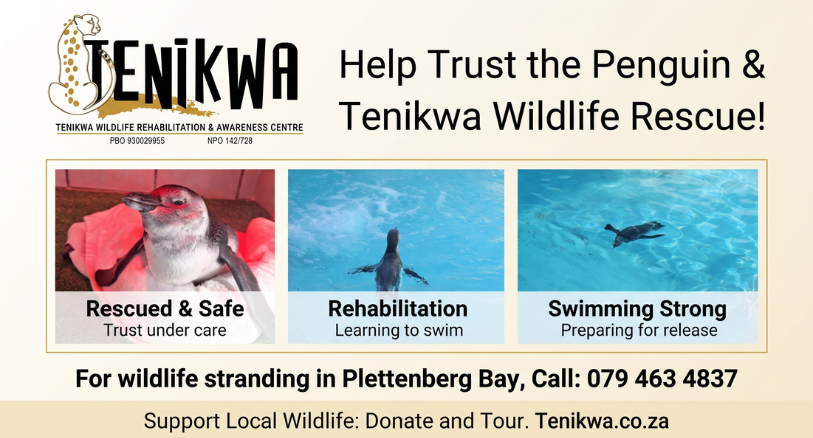 Tenikwa Wildlife Rehabilitation - Meet Trust the Penguin